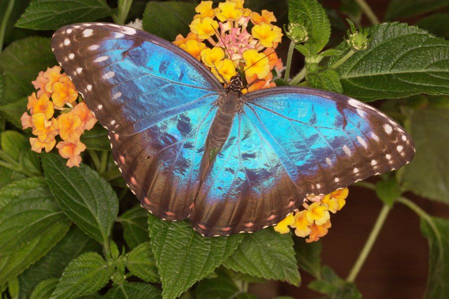 Botanická záhrada UPJŠ pomáha zachraňovať tropický prales