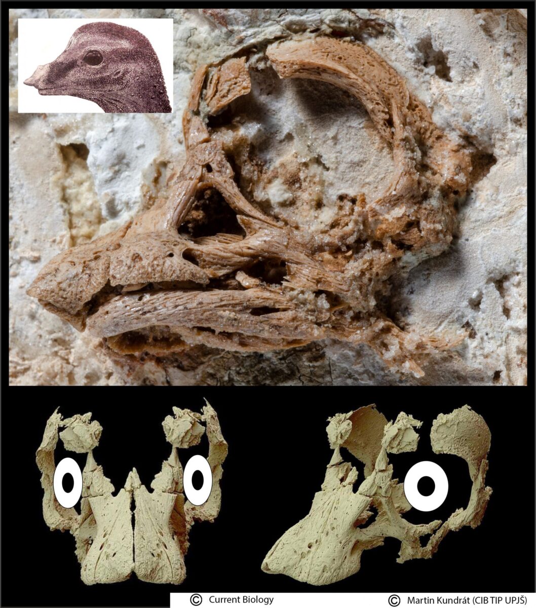 paleobiologia upjs