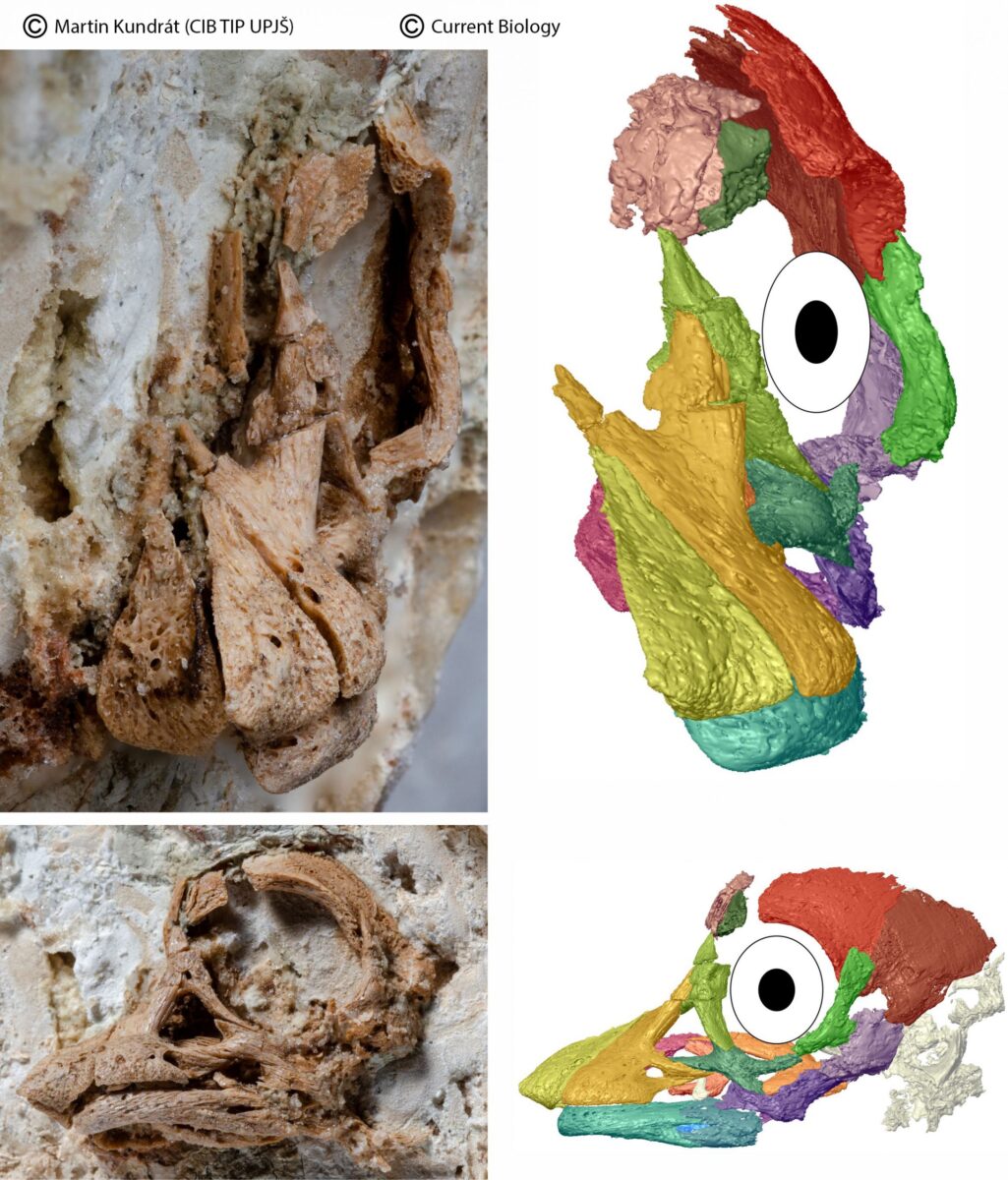 paleobiologia upjs