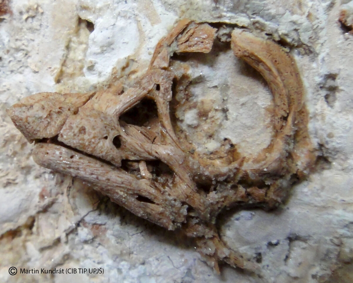Košická paleobiológia hlási unikátny objav v prestížnom Current Biology