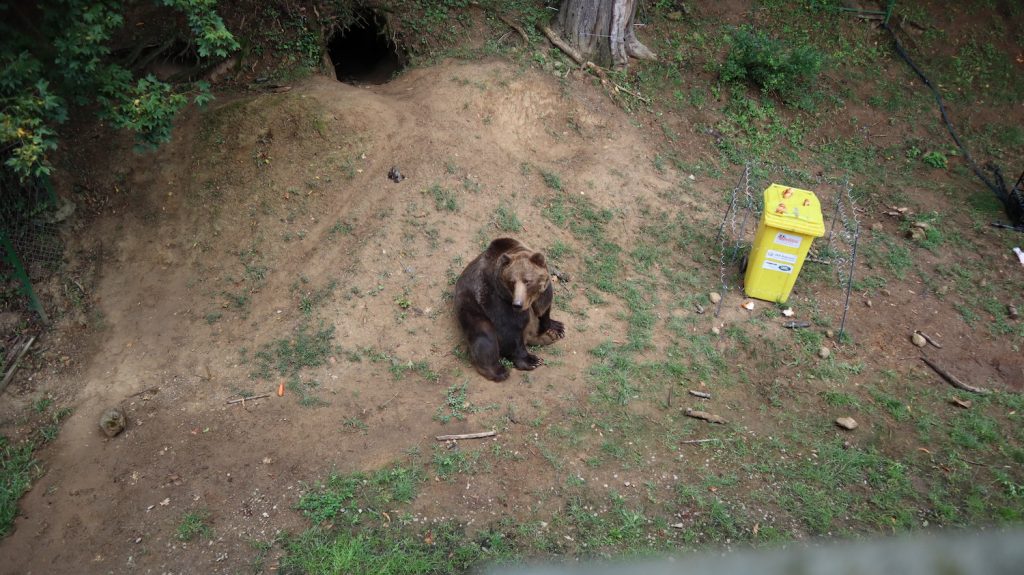 košická zoo medveď