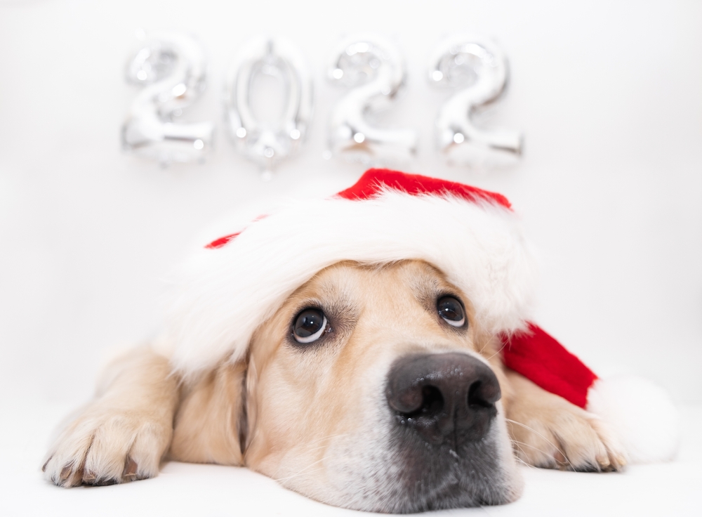 pes oslava nový rok