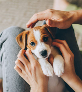 5 tipov, ako zvládnuť prvé mesiace s novým štvornohým prírastkom