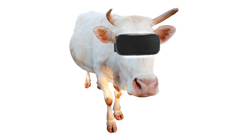 Slunce, seno a virtuálna realita. Farmár vybavil svoje kravy špeciálnymi okuliarmi