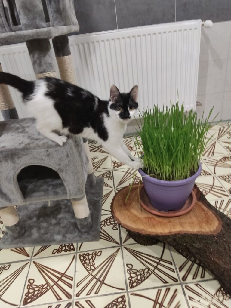 ubytovanie pre mačky