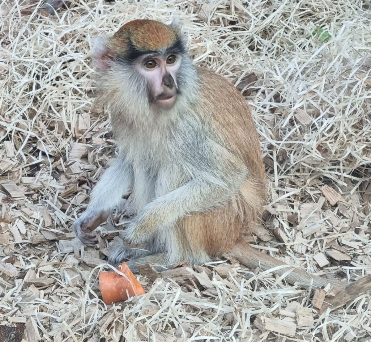 Veľká noc v košickej ZOO