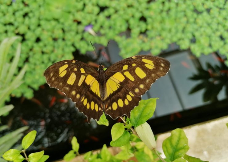 Botanická záhrada UPJŠ sa stane domovom exotických motýľov