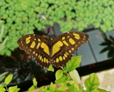 Botanická záhrada UPJŠ sa stane domovom exotických motýľov
