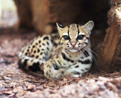 V košickej zoo otvorili juhoamerický pavilón s párom margajov.