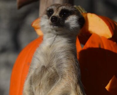 Týždeň duchov v košickej zoo