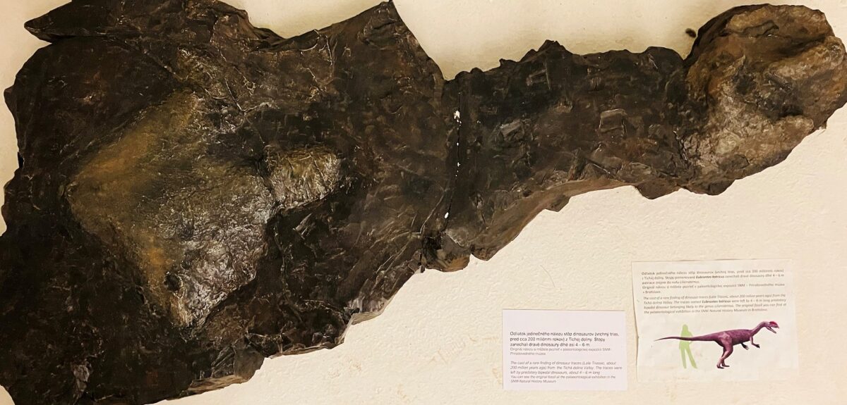 Vo Východoslovenskom múzeum vystavia dinosaurie stopy i zuby fosílnych rýb z Tatier