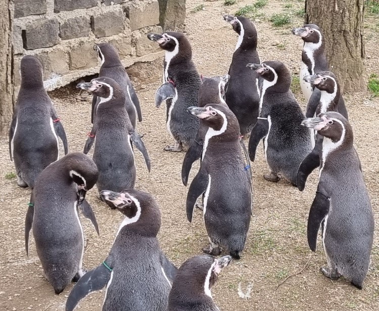 Vlani pribudlo košickej zoo 219 mláďat, čo je historický rekord