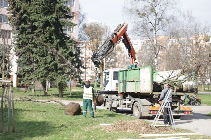 výsadba stromov Košice - Západ