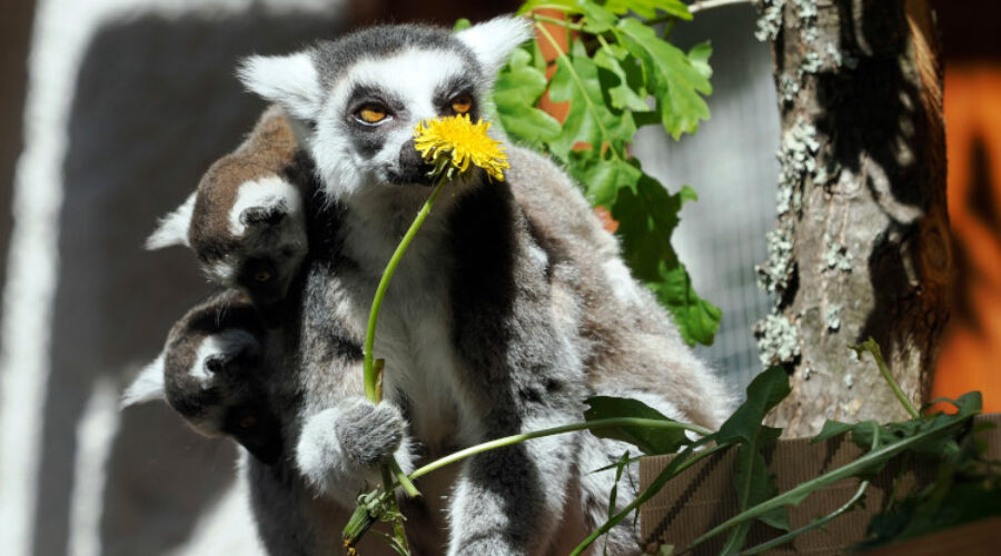 Bránami košickej zoo prešlo od vzniku 5,5 milióna návštevníkov