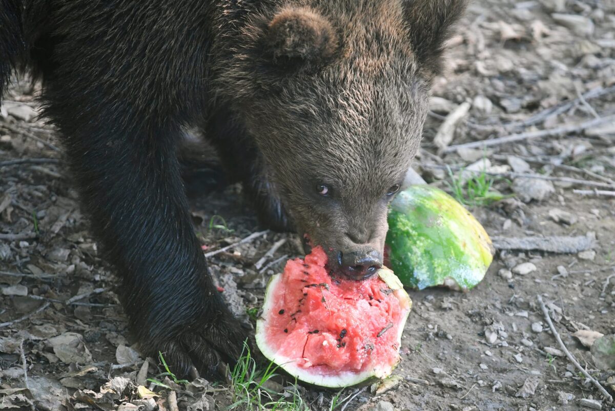 V horúčavách myslite aj na zvieratá. V zoo dostávajú zmrzlinu
