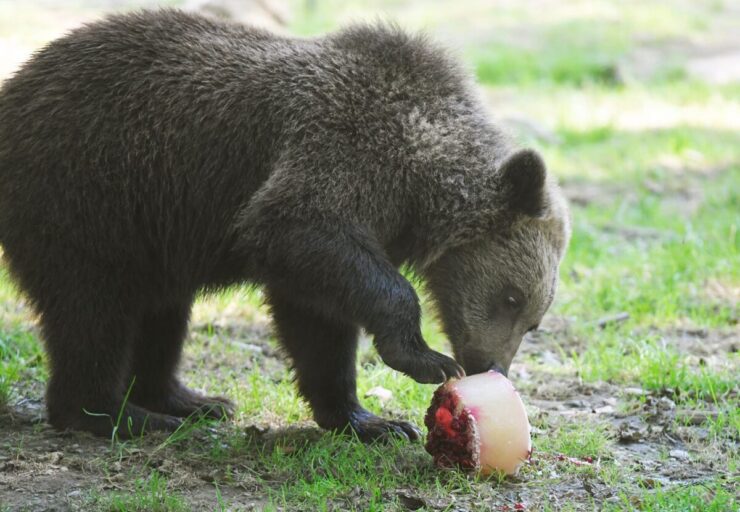 zoo horúčavy