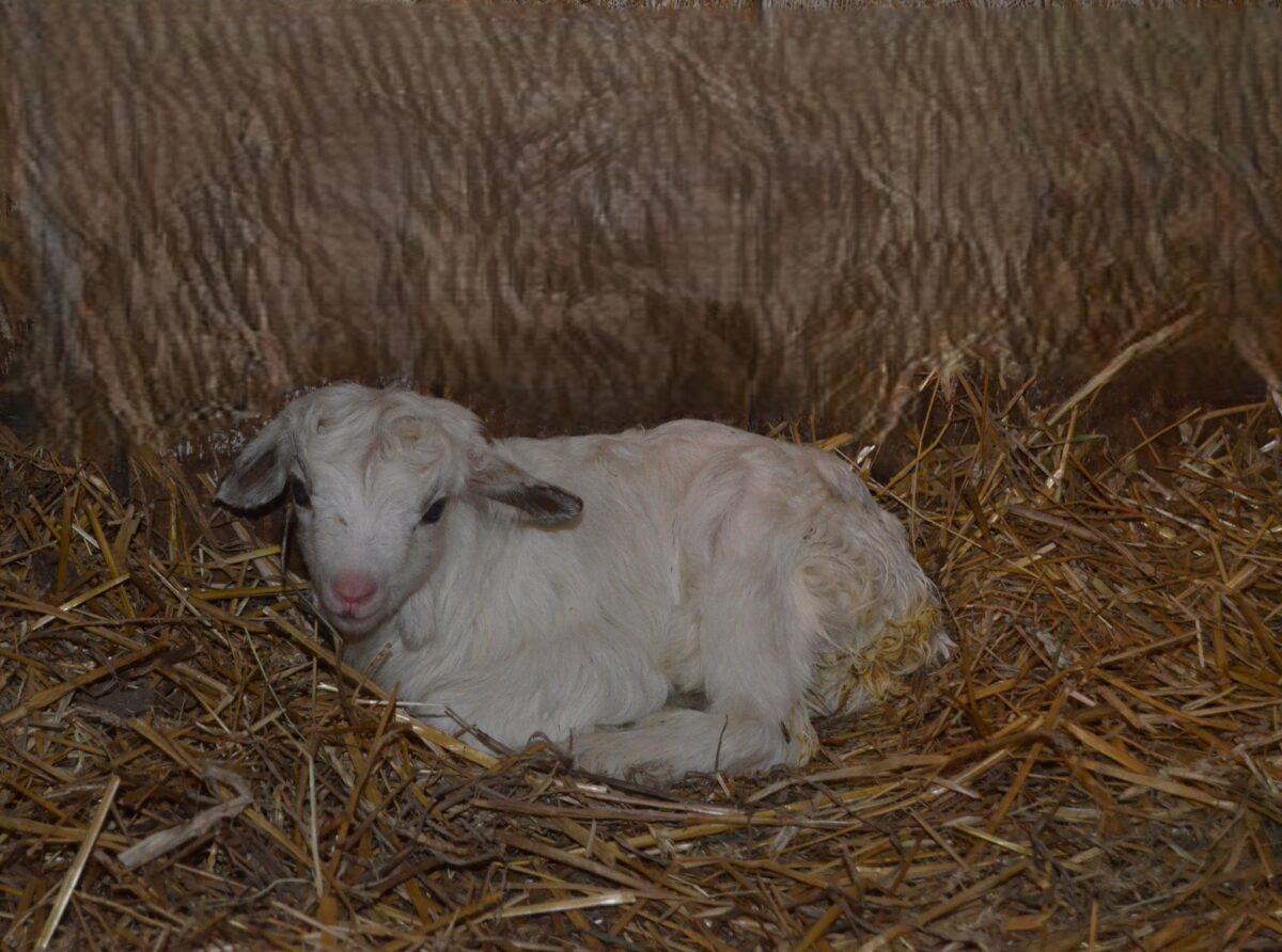 Košická zoo má prvé tohtoročné mláďatko