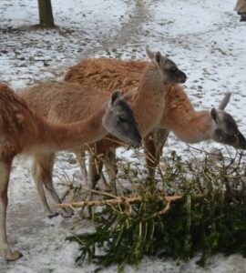 zoo ihličnany