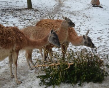 zoo ihličnany