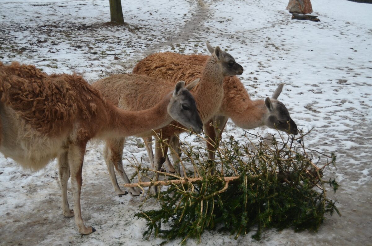 Na nepredaných vianočných stromčekoch si pochutnávajú zvieratká v zoo