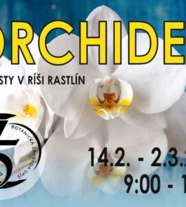 Plagát-orchidey-výstava
