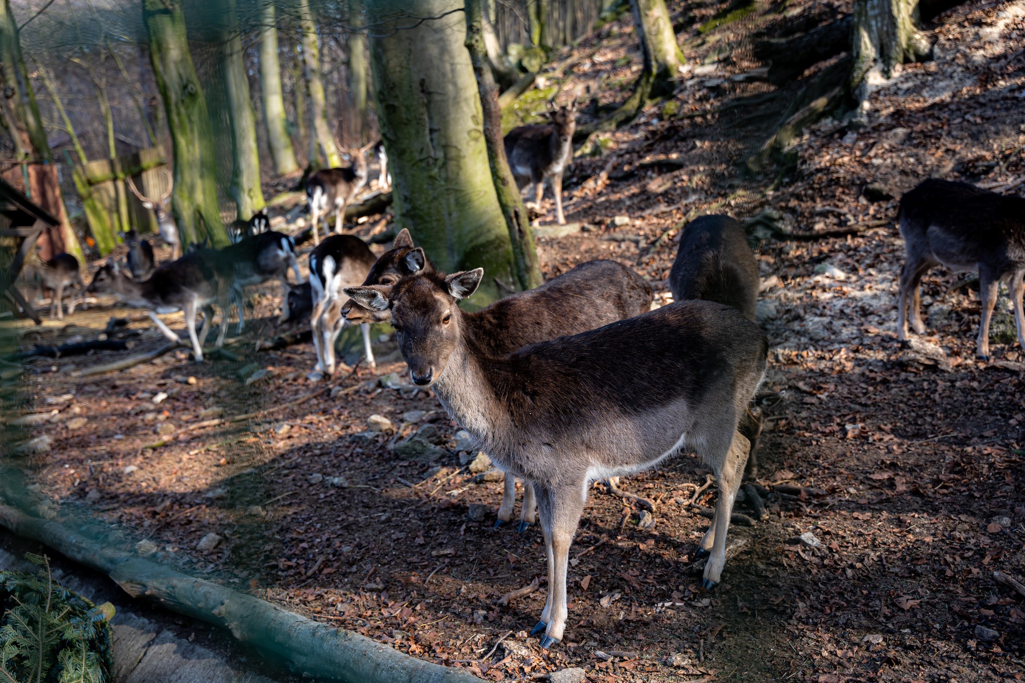 Zoo Košice je zatvorená až do odvolania