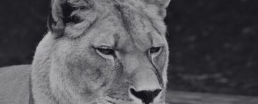 zoo levica