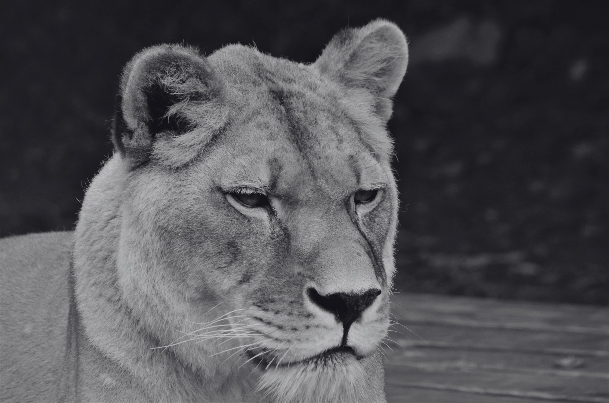 V košickej Zoo smútia za levicou Laurou