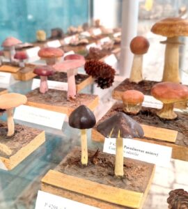 výstava húb