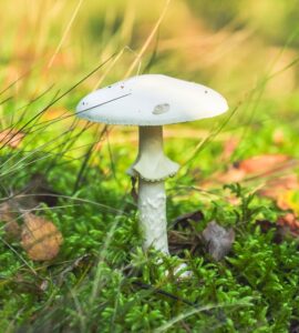 muchotrávka zelená