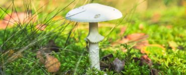 muchotrávka zelená