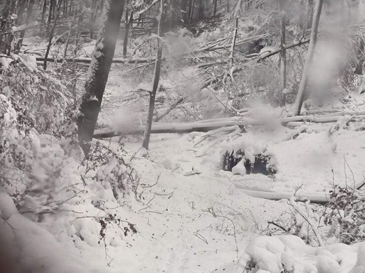 vývraty košické lesy