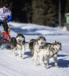 preteky psích záprahov