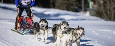 preteky psích záprahov