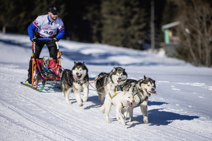 preteky psích záprahov