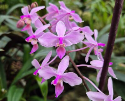 orchidea