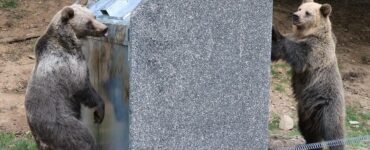 medvede zoo