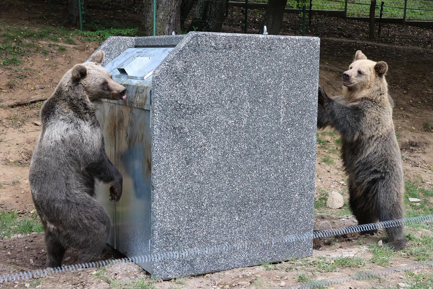 Medvede Alica a Mišo opúšťajú košickú zoo