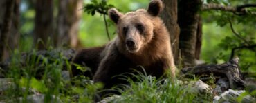 medveď hnedý