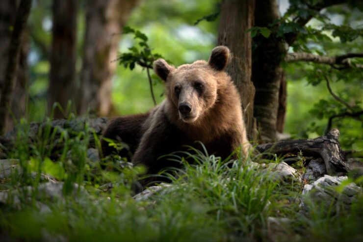 medveď hnedý