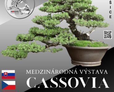 Cassovia Bonsai