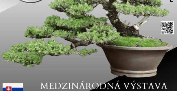 Cassovia Bonsai