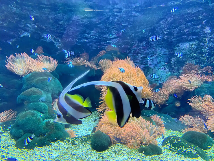 Tropicarium a Oceanarium v Budapešti. Foto_L. Radzová