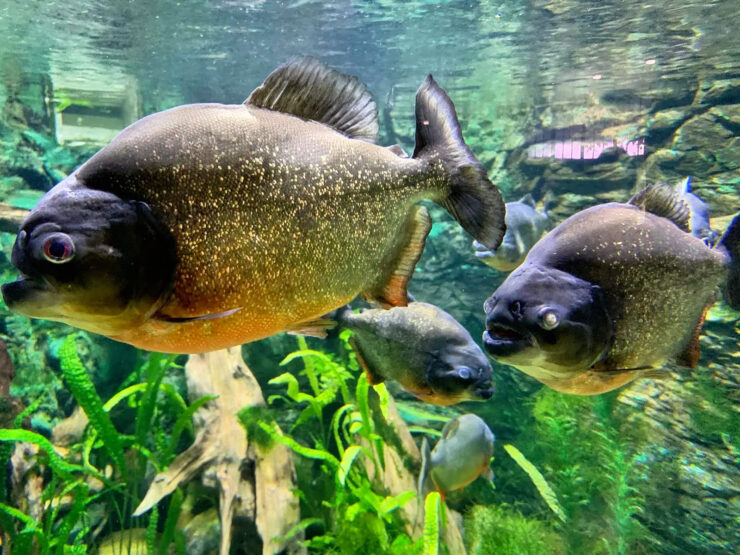 Tropicarium a Oceanarium v Budapešti. Foto_L. Radzová