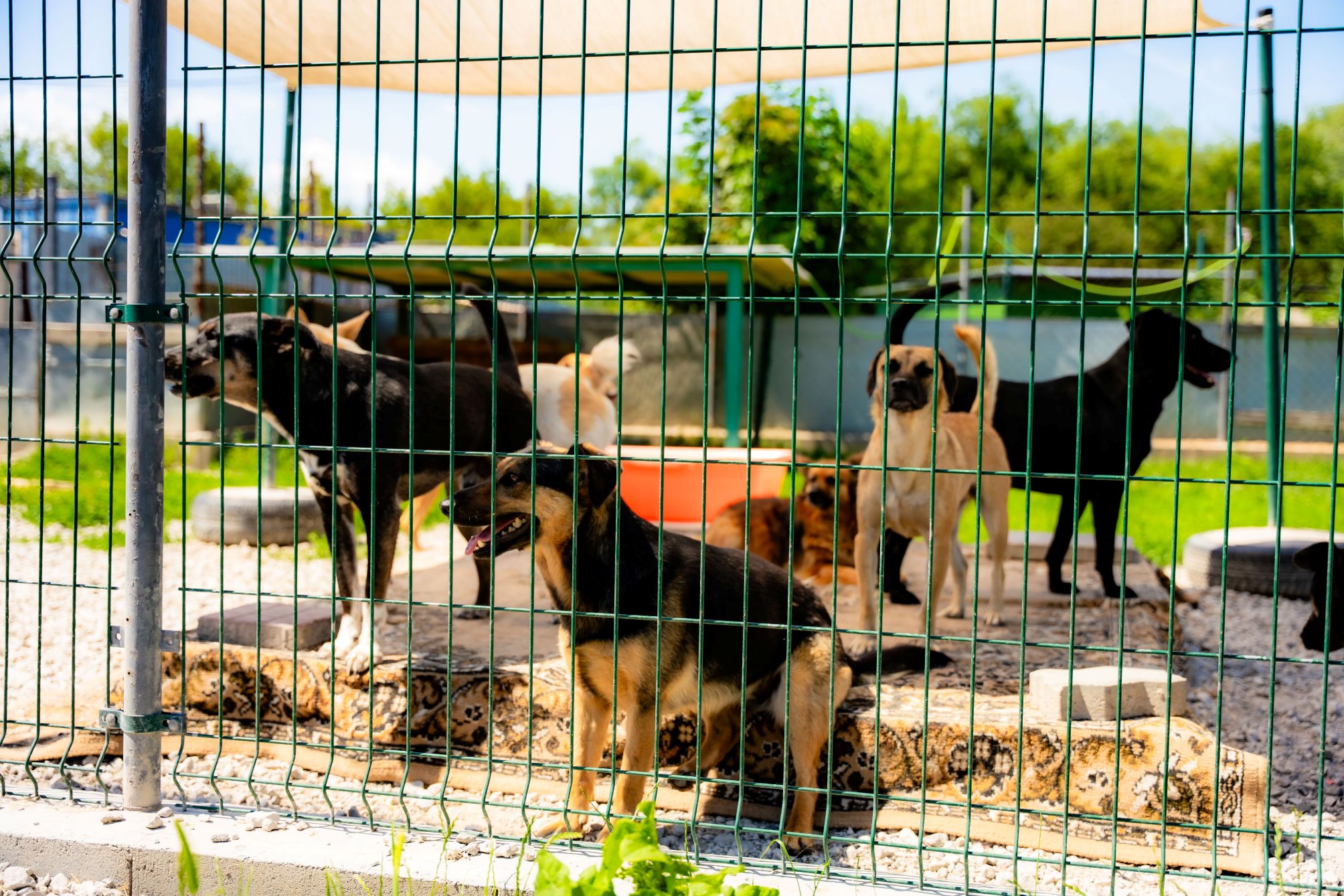 Viac ako tona pomoci pre útulkáčov. Košičania opäť ukázali veľké srdce